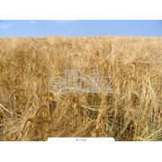 Пшеница гибридная фото