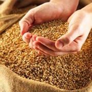 Посевная пшеница Дарья фото