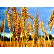 Пшеница Радуга фотография