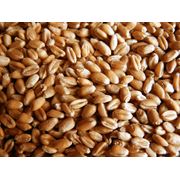Пшеница продовольственная 123 кл. фото