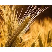 Яровая пшеница фото
