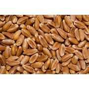 Пшеница озимая высокопродуктивных категорий на экспорт фото