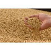 зерно пшеницы фуражной фото