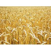 Пшеница озимая сорт Писанка