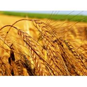 Озимая пшеница Гарант фотография