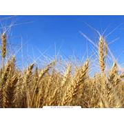 Четвертый класс пшеница фото