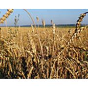 Пшеница посевная