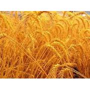Твердые сорта пшеницы