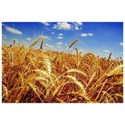 Озимая пшеница Зерноградка 11 фото