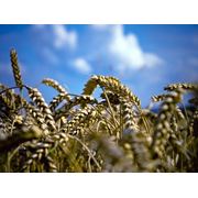 Зерно фуражное (пшеница) фото