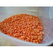 Чечевица красная семена оптом на экспорт фото