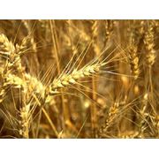Пшеница класс 3 фото