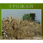 Сельхозпродукция УРОЖАЯ 2013 года фото