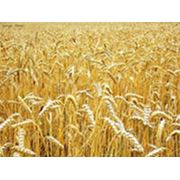 Пшеница закупка фото