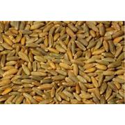 Пшеница рожь кукуруза и подсолнечник оптом на экспорт