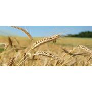 Пшеница Одесская фото