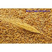 Пшеница продовольственная пшеница фуражная фото