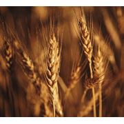 Пшеница озимая 3 класса фото