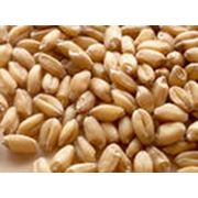 Семена Пшеницы озимой: Грация