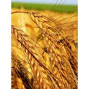 Пшеница третьего класса фото