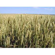 Пшеница озимая 4 кл фотография