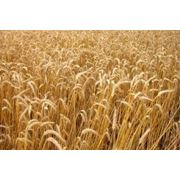 смесь пшеничная фото