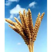 Озимая пшеница