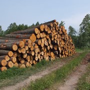 Лесоматериалы круглые лиственных пород, дрова фото