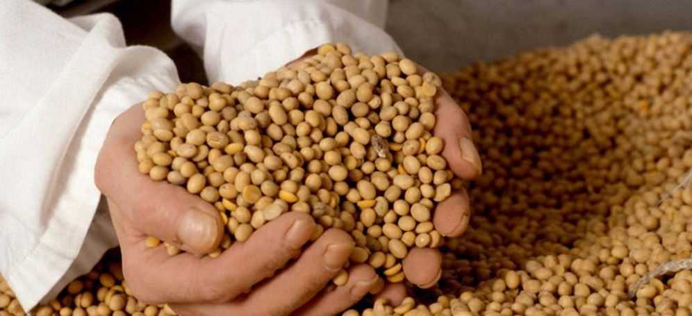 полножирная соя протеин. нахоя и соя. соя барнаул. соя барнаул. уборка урожая сои.