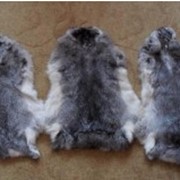 Выделка меха кролика, лисы, каракуля, медведя, лося, выделка меха Киев фото