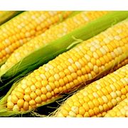 Кукуруза зерно фото