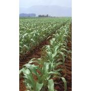 Семена кукурузы гибрид Поволжский фото