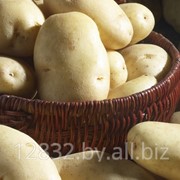 Картофель из Беларуси фото