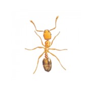 Борьба с муравьями фото