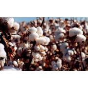 Хлопок фото