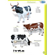 Корова в натуральную величину фото