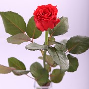 Розы красные продажа розница, опт мелкий, крупный фотография