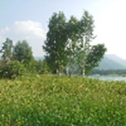 Земля 15га для туризма на Алтае фото