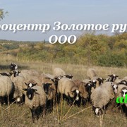 Стадо овец, в Украине, цена, фото фото