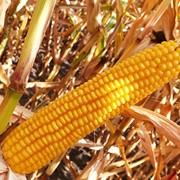 Гибрид кукурузы Солонянский 298 СВ. Семена кукурузы. фото