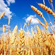 Канадская пшеница Ленокс (класс — элита) фото