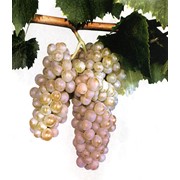 Саженцы винограда Алиготе Крым, продажа, консультация фотография