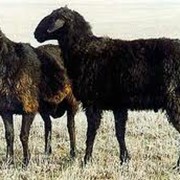Овцы эдильбаевской породы фотография
