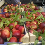 Нектарины фото