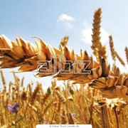 Семена озимой пшеницы от производителя. фотография
