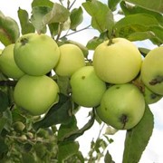 Саженцы яблонь Білий Налив (папіровка) фото