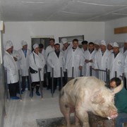 Разведение свиней в Молдове фото