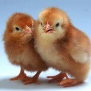 Цыплята мясо-яичных пород кур