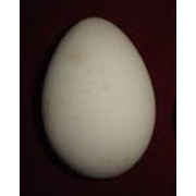 Яйцо 82-110 гр. фото