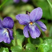 Фиалка ароматная (Viola odorata) фото